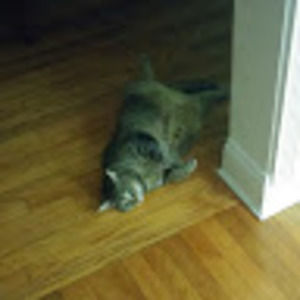 Meet your Posher, Flora